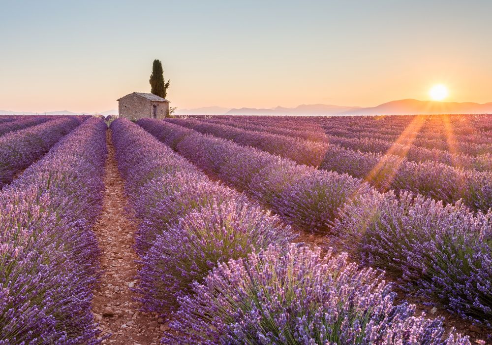 Parfums de Provence : une nature si riche