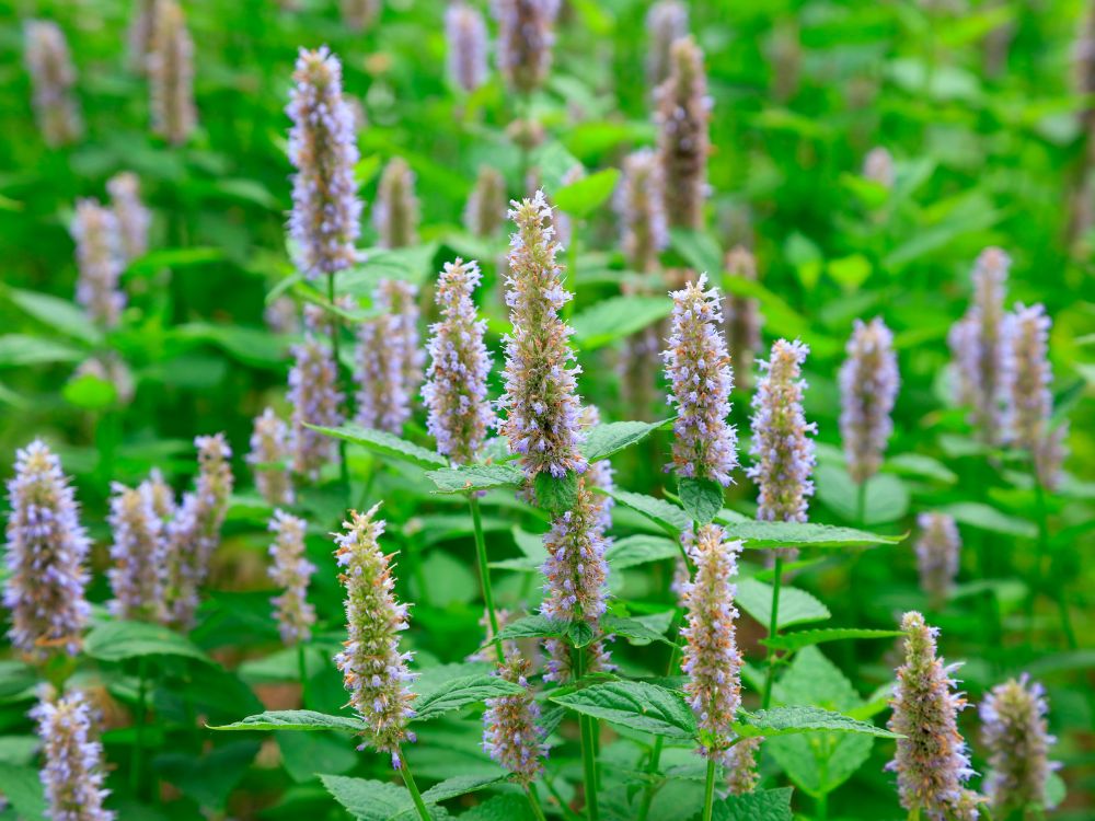 Découvrons le parfum envoûtant du Patchouli